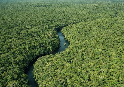 Desmatamento despenca no Amazonas e atinge menor nível em anos