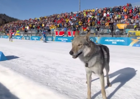Cachorro invade pista e atrapalha dupla brasileira nos Jogos de Inverno; vídeo
