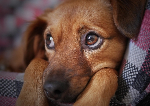 Chuvas acima da média em Manaus aumentam riscos de doenças em pets