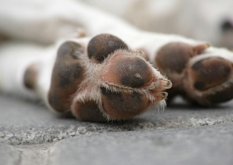 MP do Amazonas condena homem por matar cachorro em Nhamundá 