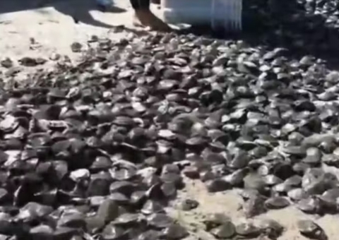 Mais de 9 mil quelônios retornam à natureza no Rio Uatumã