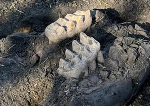 Mandíbula de mastodontes é encontrada em quintal de casa em NY