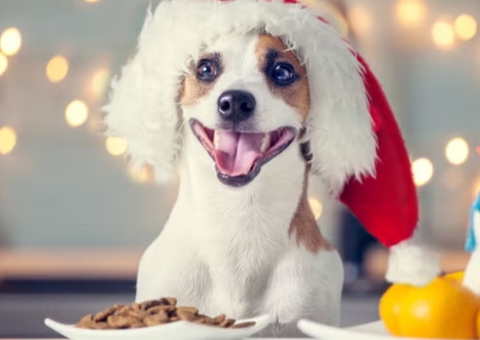Natal e Réveillon Pet: especialistas alertam para riscos alimentares e estress