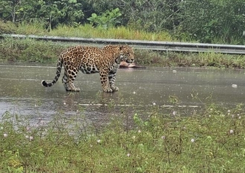 Onça ataca motociclista e cães em estrada do Iranduba e assusta moradores