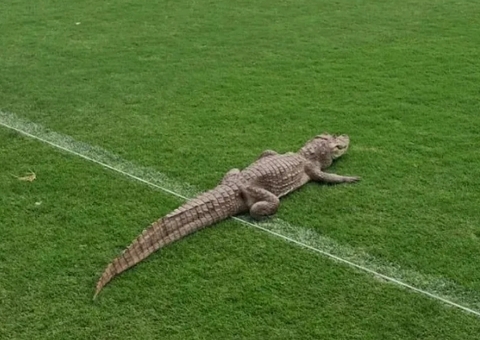 Jacaré invade campo de CT do Vasco, e torcedores reagem