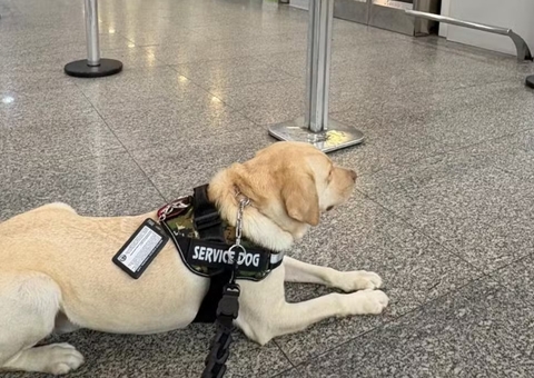 Voo para Lisboa é cancelado após TAP recusar embarcar cão de serviço; veja