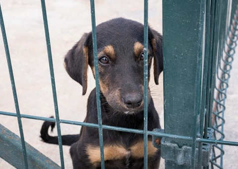 Condenado homem que mantinha cães presos e sem comida em abrigo em Manaus