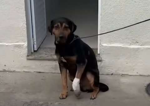 Cachorro é baleado no Rio após ser "jurado de morte" por traficantes