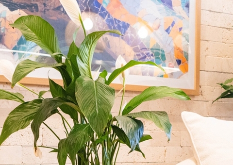 Comece o ano com boas vibrações: 12 plantas que simbolizam renovação