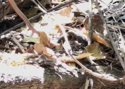 Cobras são filmadas 'brigando' durante passeio; vídeo