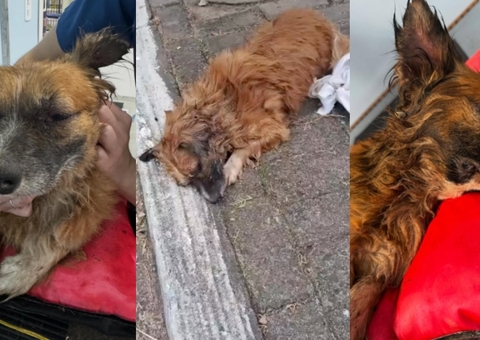 Cachorro resgatado após ser enterrado vivo no RS morre em clínica veterinária