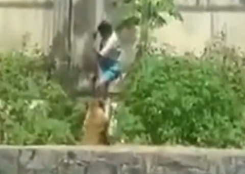 Homem invade zoológico e é morto por leoa diante de turistas em João Pessoa; VÍDEO