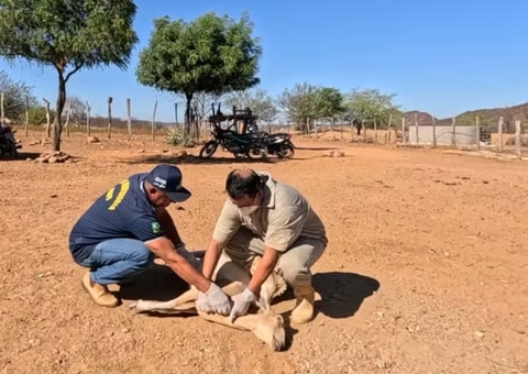 Mortes de 612 animais são investigadas após uso da vacina Excell 10