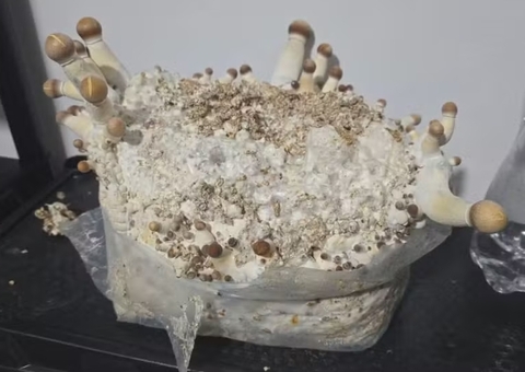 Polícia do DF prende organização criminosa que vendia 'cogumelos mágicos'