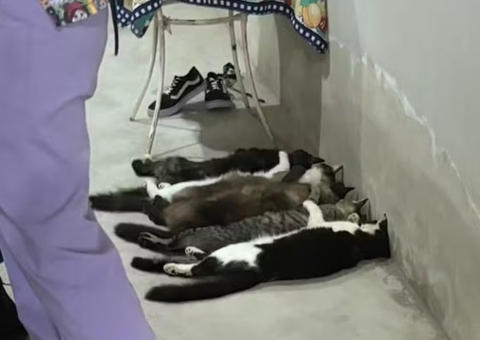 Trio é preso suspeito de venda clandestina de sangue de gato em São Paulo