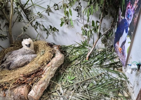 Projeto pede ajuda para encontrar ninho de filhote de gavião-real no Amazonas