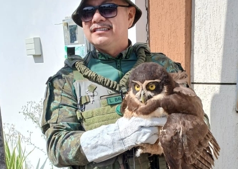 Coruja com asa ferida é resgatada em Manaus e levada ao CETAS