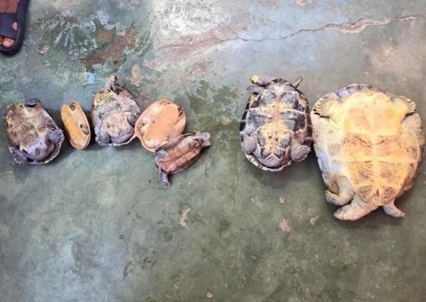 Após denúncia, PM apreende 7 quelônios em casa no João Paulo