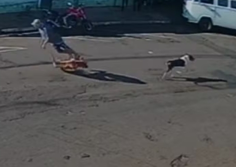 Idoso morre após ser derrubado por cachorro que corria solto em SP