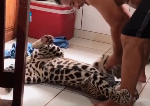 Família compartilha rotina de filhote de onça criada como pet no Amazonas; vídeo
