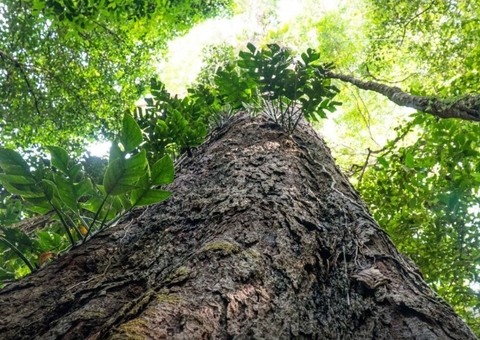Suíça anuncia doação de R$ 33 milhões para Fundo Amazônia