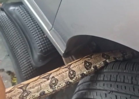 Vídeo: Motorista pede socorro ao encontrar cobra em motor de carro em Manaus