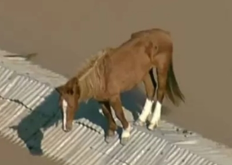 Primeira-dama Janja anuncia resgate de cavalo ilhado no RS 