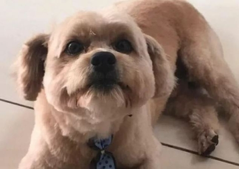 Cachorro morre após funcionário de pet shop esquecer animal dentro de carro