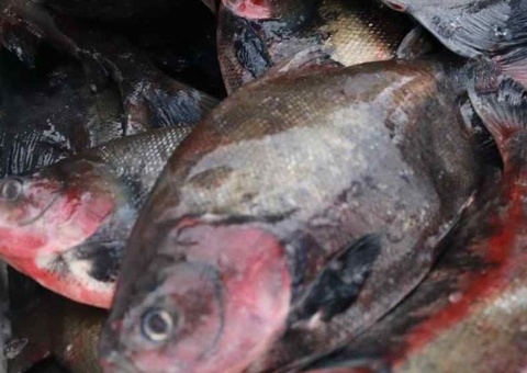 Feirão da Semana Santa começa nesta quarta com pescado a R$ 8,90 em Manaus