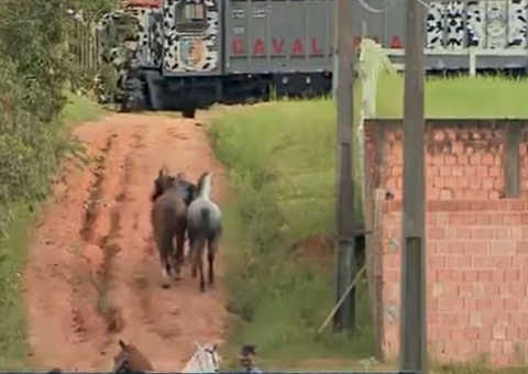 Polícia apreende cavalos e arma em haras de PM preso em operação em Manaus