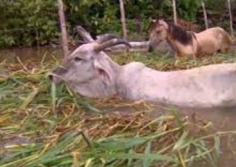 Gados morrem ao serem atacados por piranhas no rio Solimões no Amazonas