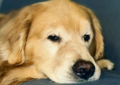 Gol tem até hoje para explicar morte do cão Joca durante viagem