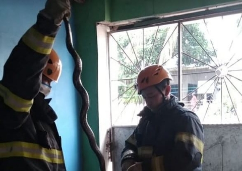 Bombeiros retiram cobra que fazia moradia em forro de casa no Amazonas