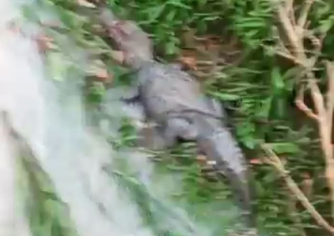 Vídeo: Jacaré aparece próximo a faculdade após forte temporal em Manaus