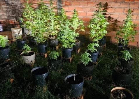 Suspeito de vender maconha para público 'seleto' é preso ao incomodar vizinhos com cheiro da plantação