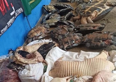 Carnes ilegais de animais silvestres são apreendidas no Amazonas