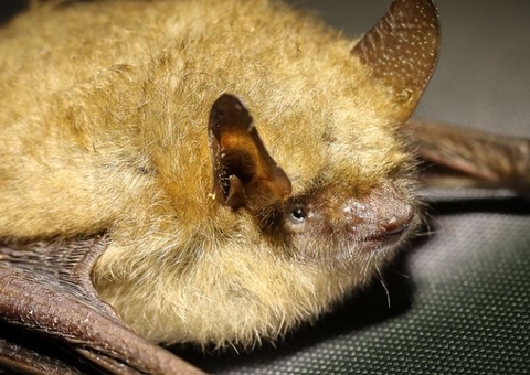 Laudo confirma raiva humana em menino morto após mordida de morcego