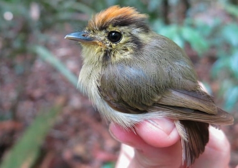 Pássaros da Amazônia ficaram menores com mudança climática, indica estudo