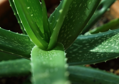 Sofrendo com acne? Aprenda a tratar com produtos naturais