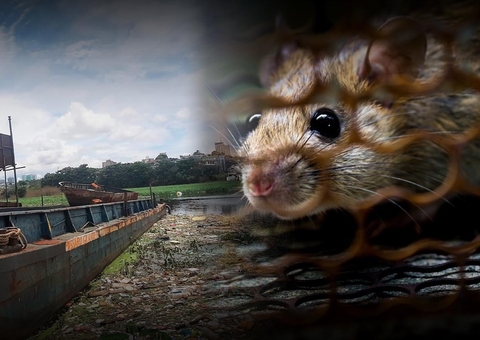 Congresso Nacional de Leptospirose na Amazônia reunirá grandes nomes da saúde pública