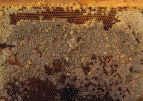 Própolis é aliado contra herpes; conheça outros benefícios