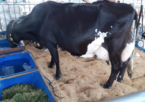 Vaca Odete bate recorde de produção leiteira no Amazonas