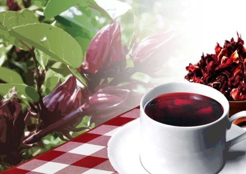 Chá de hibisco emagrece? Conheça benefícios