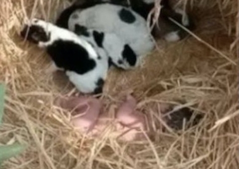 Recém-nascida abandonada ao relento é salva por ninhada de filhotes de cachorro