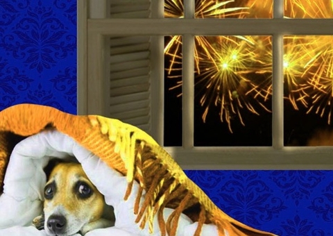 Por que cachorros têm medo de fogos de artifício? Veja dicas para acalmar seu pet