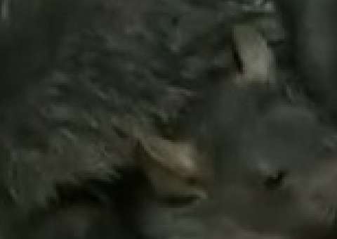 Fenômeno raro, 'rei dos ratos' é encontrado em fazenda; veja foto