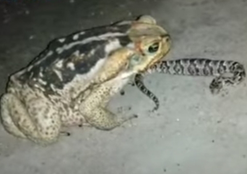 Sapo-cururu devora cobra jararaca e choca web; veja vídeo