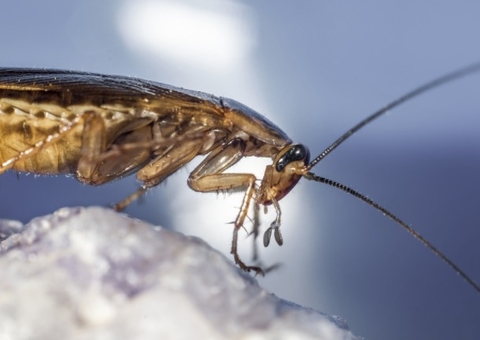 Homem vai parar no hospital após ficar três dias com barata dentro da orelha