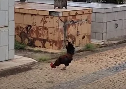 Galo morador de cemitério vira alvo de denúncia em prefeitura: 'canta muito alto'