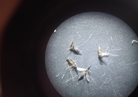 Pesquisa avalia controle e eliminação da malária no Amazonas